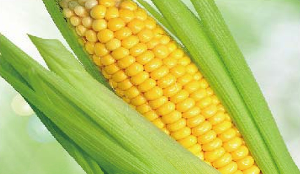 陶瓷膜應(yīng)用：生物、醫(yī)藥行業(yè)